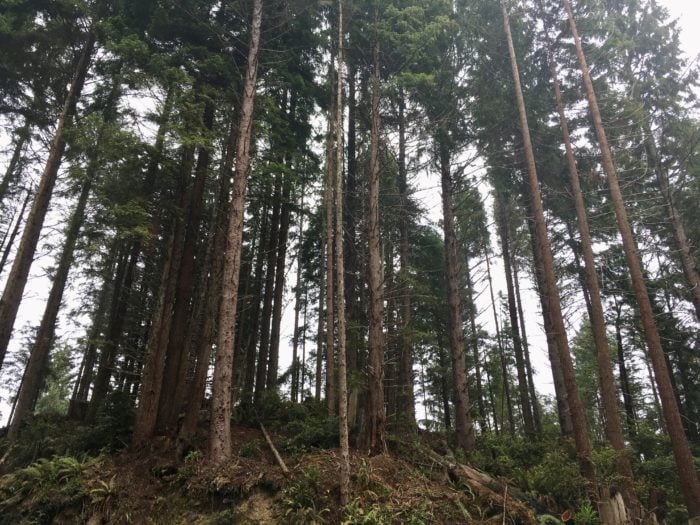 A thinned stand of young coast redwood trees