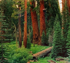 Our national monuments, including the pictured Giant Sequoia National Monument, are at risk. Photo by William Croft.