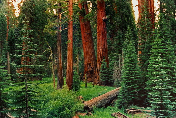 Add your voice to keep our beloved monuments intact, including the pictured Giant Sequoia National Monument. Photo by William Croft