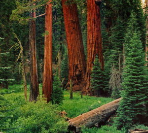 The League worked on a 1990 settlement that banned commercial logging in what is now Giant Sequoia National Monument. William Croft, League Board of Directors Member, took this photo in 1989 as he mapped the groves’ boundaries.