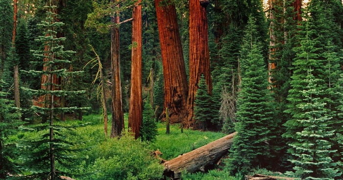 The League worked on a 1990 settlement that banned commercial logging in what is now Giant Sequoia National Monument. William Croft, League Board of Directors Member, took this photo in 1989 as he mapped the groves’ boundaries.