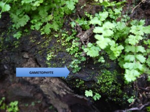 Tiny gametophyte ferns hide under another generation of sporophyte ferns on a fallen log.