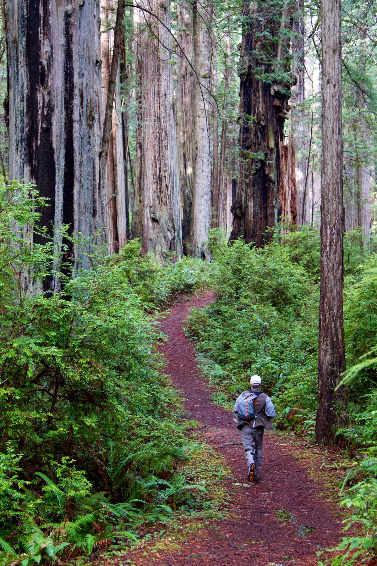 A man walks away from the camera down a path deeper into the redwood forest.
