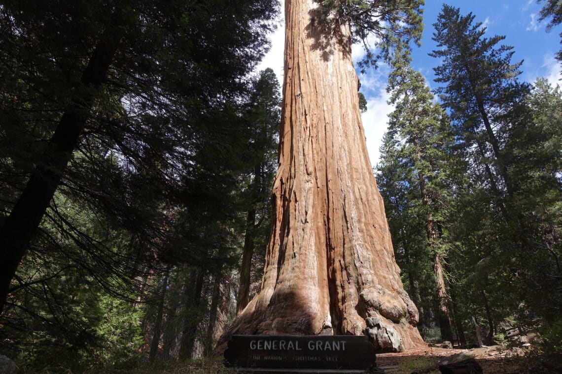 A General Grant sign stands in front of a giant sequoia illuminated by the sun. Smaller trees surround the giant sequoia.
