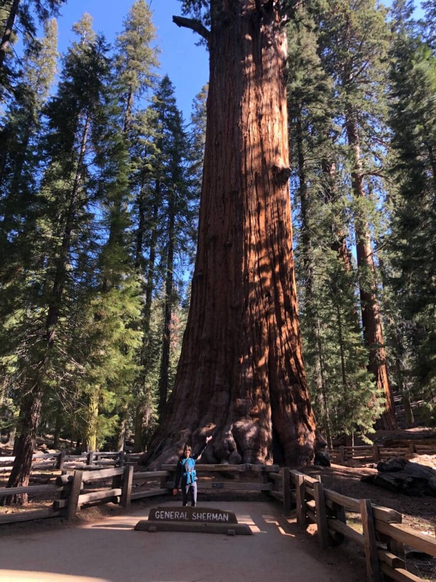A person stands in front of the General Sherman Tree, world's largest tree.