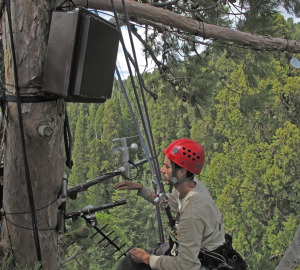 League researchers study how climate affects the forest, from floor to canopy.