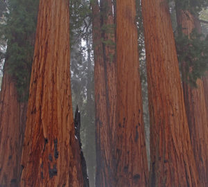 Sequoia National Park. Photo by Anthony Ambrose