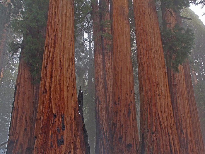 Sequoia National Park. Photo by Anthony Ambrose