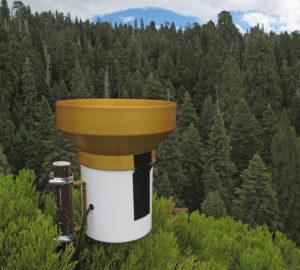 Treetop rain gauges enable accurate monitoring of precipitation input patterns at a Redwoods and Climate Change Initiative plot. Photo: Anthony Ambrose.