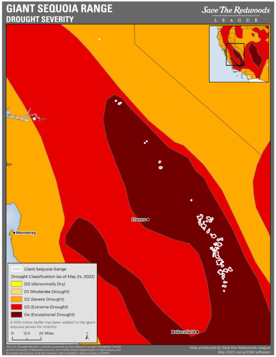 giant sequoia drought 5/24