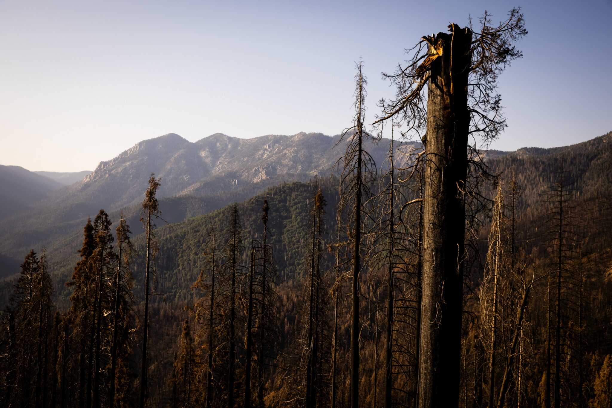 A giant sequoia tree that died from intense wildfire in the 2020 SQF Complex fires. Photo by Save the Redwoods League