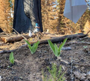 A flag stands beside a giant sequoia seedling, one of more than 248,000 native conifer seedlings that were planted by the Giant Sequoia Lands Coalition in 2022. Photo by Save the Redwoods League