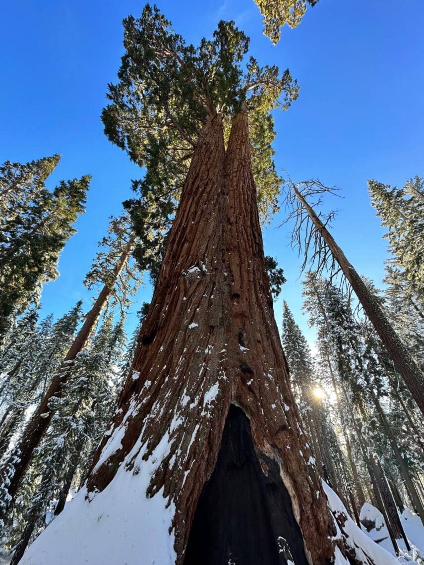 A view looking up at a snowy giant sequoia under a blue sky