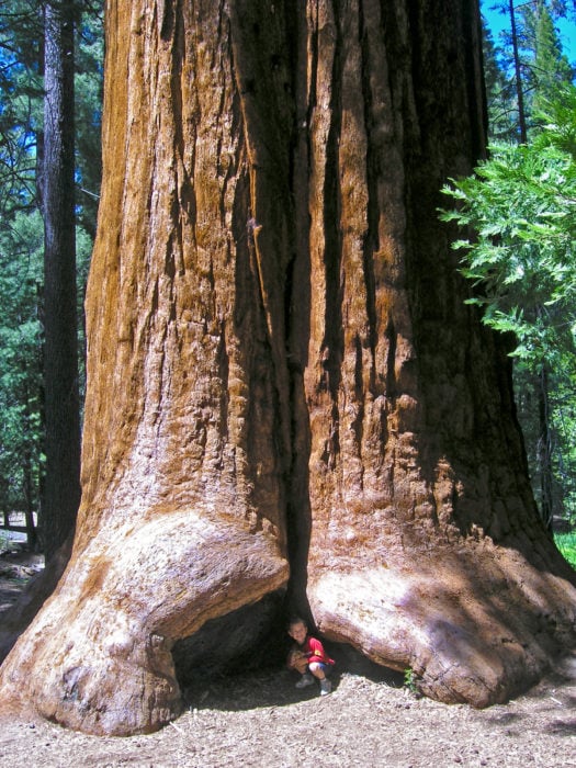 Kid playing around a giant sequoia tree