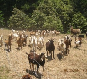 A hungry herd of goats is taking care of a thorny restoration problem at the League’s Cape Vizcaino property.