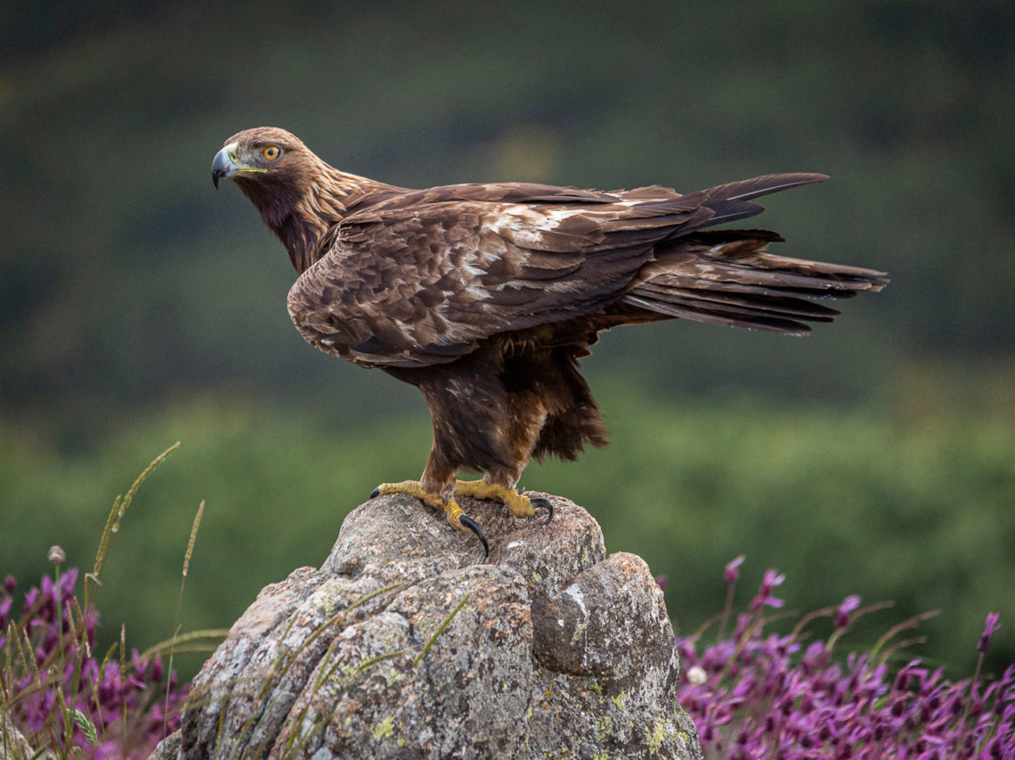 golden eagle standing on a rock
