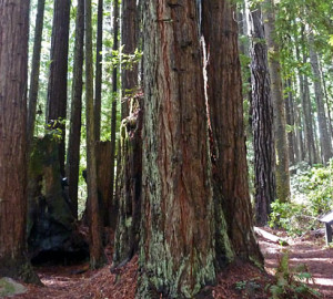 Photo by Save the Redwoods League