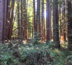 While it takes mere decades for second-growth redwoods like these to reach impressive heights, it takes can more time for the forest to truly recover.