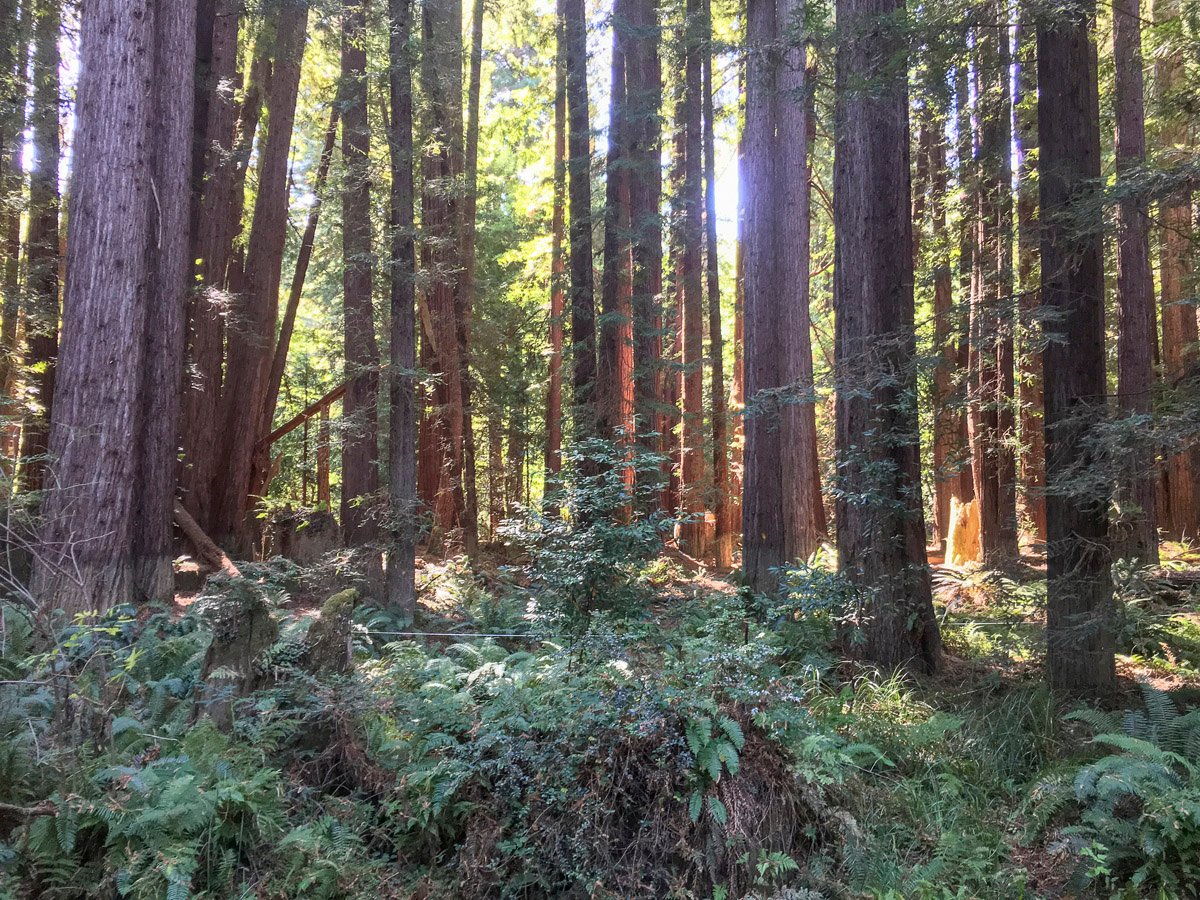 What does developing an 'old-growth' forest mean for private forest  landowners? - Forest Research and Outreach - ANR Blogs