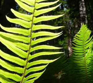 Researchers found that western swordferns from the center of the north-south redwood range had the highest capacity for foliar uptake, or water absorption through leaves. Photo by photogjim2