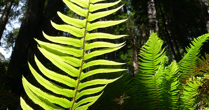 Researchers found that western swordferns from the center of the north-south redwood range had the highest capacity for foliar uptake, or water absorption through leaves. Photo by photogjim2