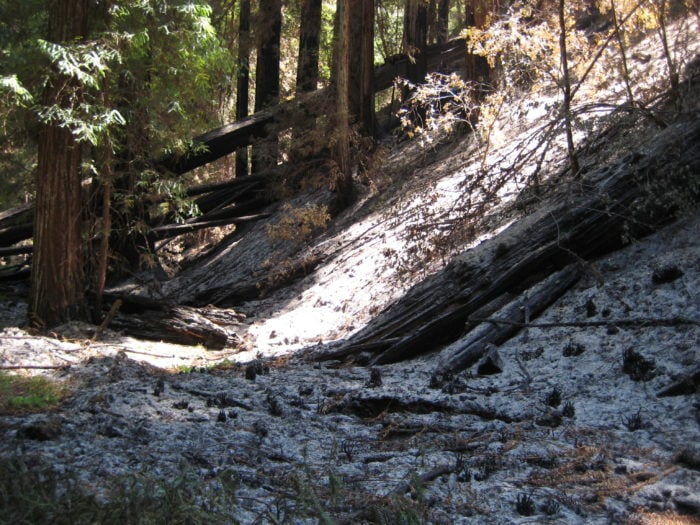 After a 2008 fire, white ash covers Montgomery Woods State Natural Reserve, one of the study sites.
