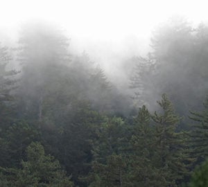 A new way to track clouds over space and time could be a valuable tool in researching water availability in redwood forests, which rely on fog. Photo by Stephen Sillett