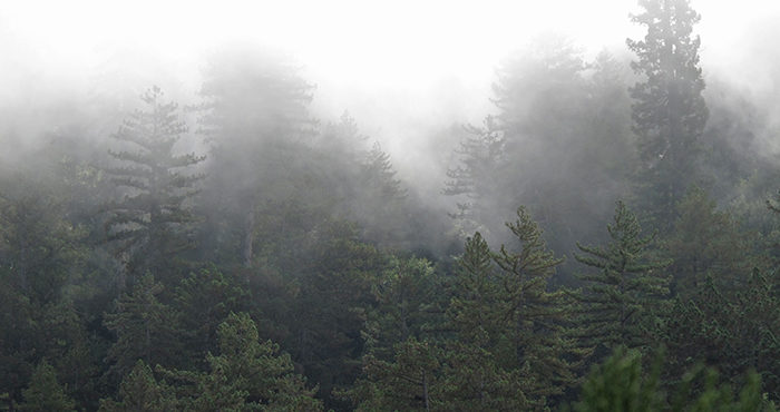 A new way to track clouds over space and time could be a valuable tool in researching water availability in redwood forests, which rely on fog. Photo by Stephen Sillett