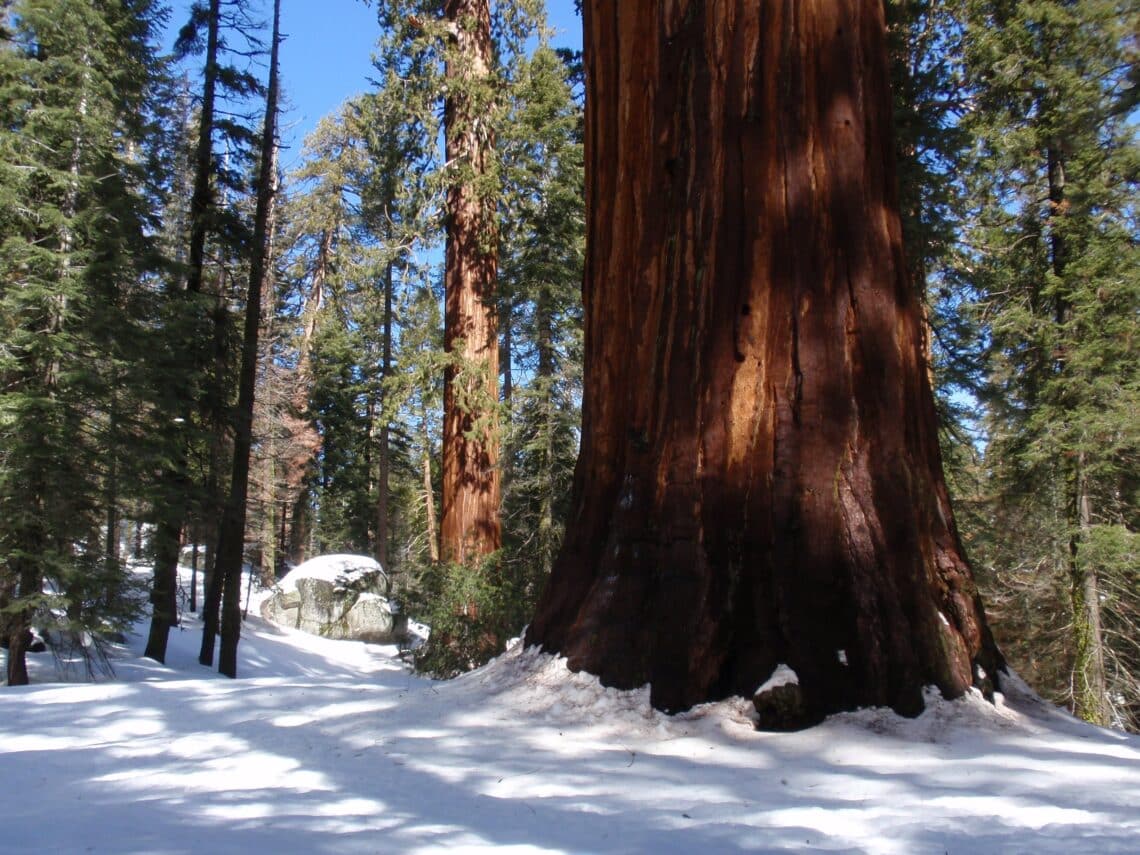 Two giant sequoias stand in the snow on a sunny day.