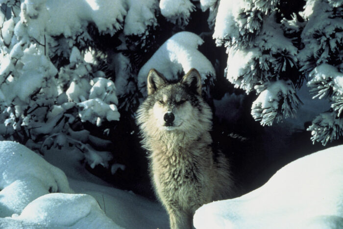 A light-colored wolf with darker fur around its head looks out from snow-covered branches.