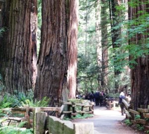 A group of visitors walk along a paved footpath through a redwood forest.