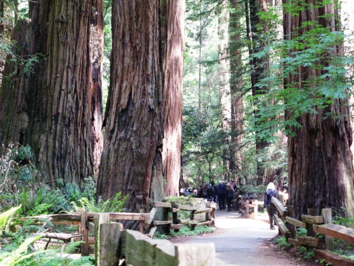 A group of visitors walk along a paved footpath through a redwoods forest.
