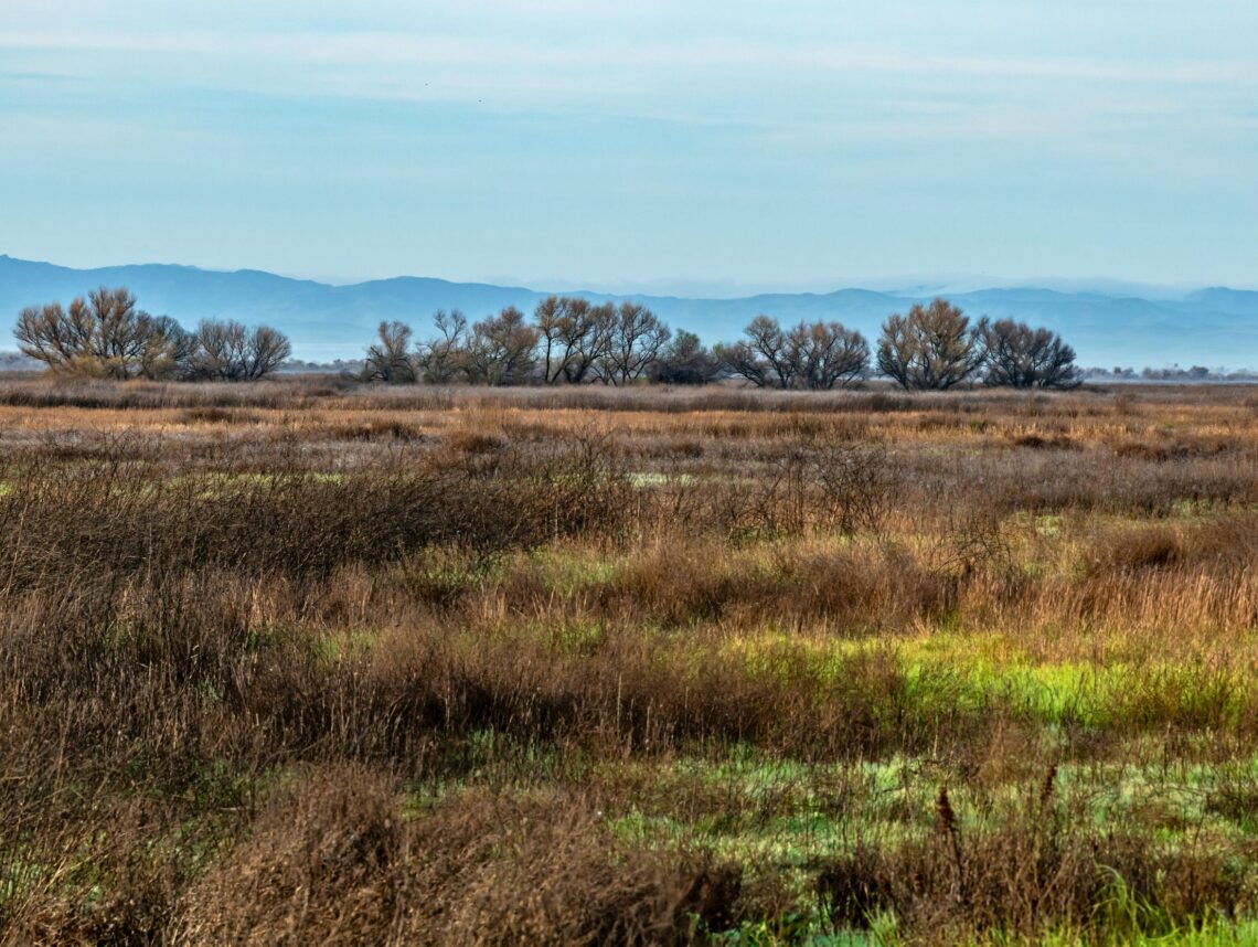 Grasslands with trees and hills in the distance