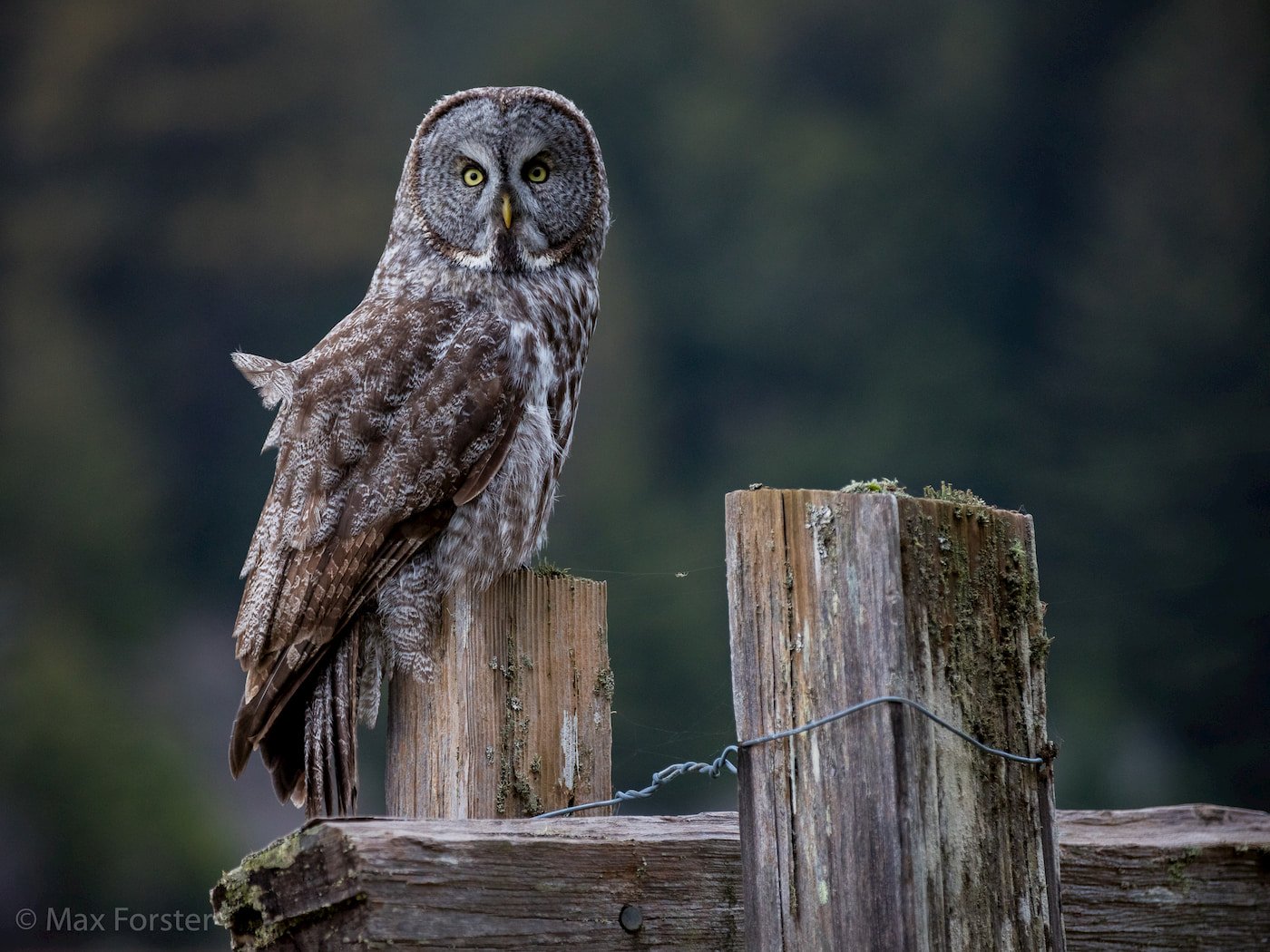 Great gray owl. Photo by Max Forster.