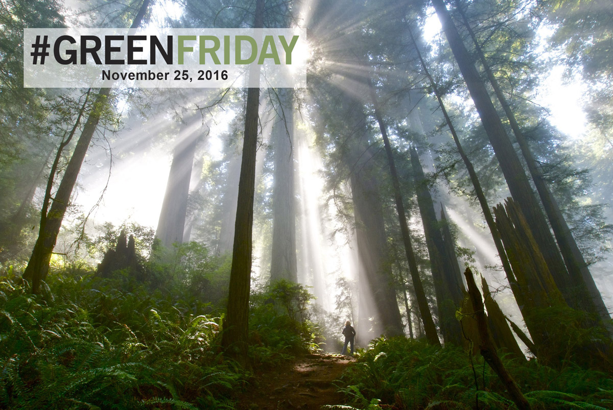 green-friday-redwoods