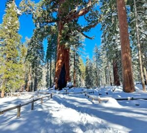 A large giant sequoia is surrounded by a wooden fence along a snowy path