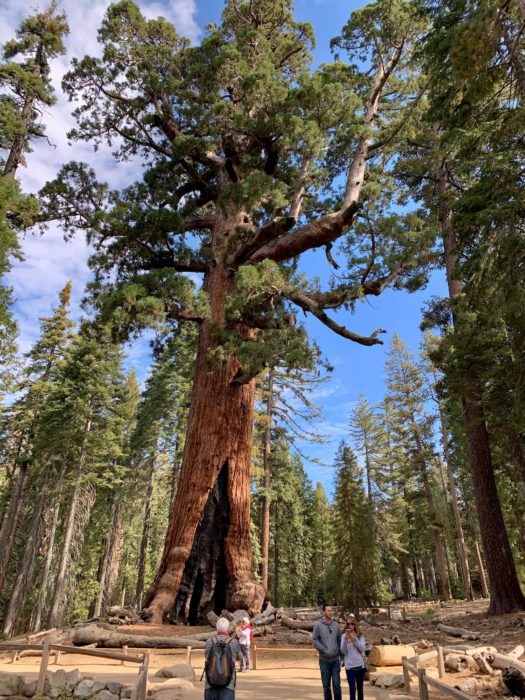 Grizzly Giant is the definition of being tough through hard times. As we face Covid-19, it is telling you to bend--don't break.