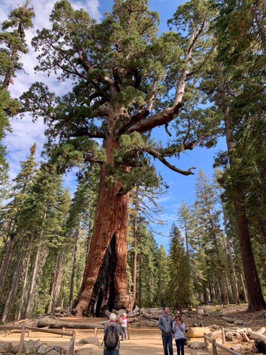 Grizzly Giant is the definition of being tough through hard times. As we face Covid-19, it is telling you to bend--don't break. 