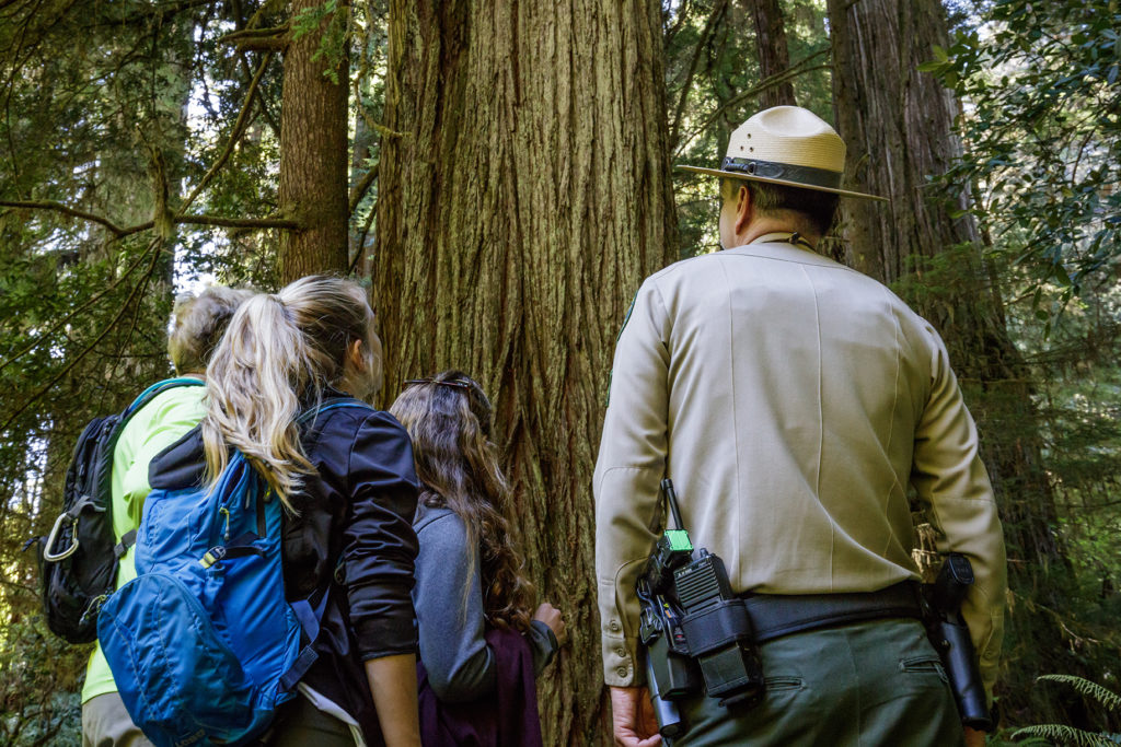 California State Parks Acting Sector Superintendent Brett Silver explains the importance of protecting the grove to a group of visitors. Photo by Max Forster, @maxforsterphotography.