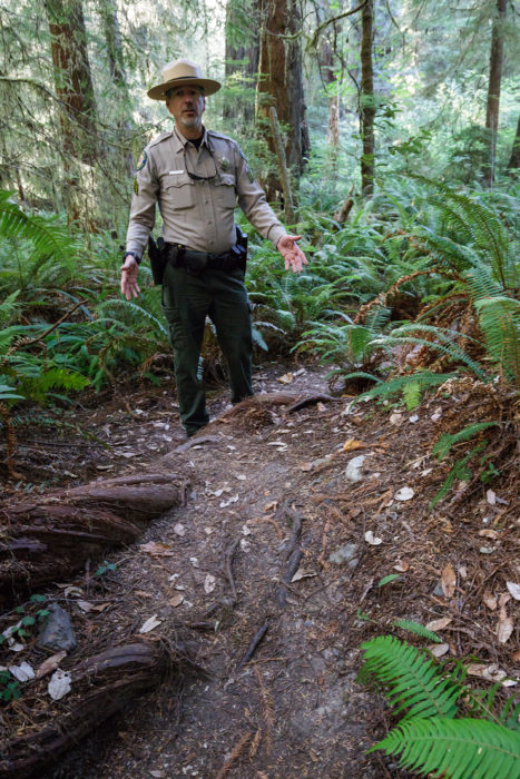 Park ranger showing exposed tree roots