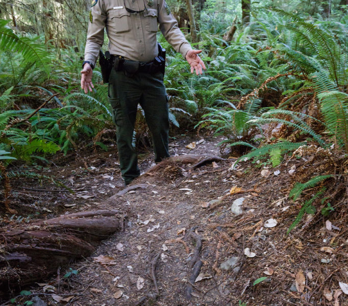 Visitors exposed these tree roots by venturing off the park’s official trails. Photo by Max Forster, @maxforsterphotography.