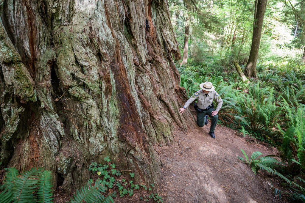 Brett Silver, California State Parks Acting Sector Superintendent, points to the location that forest vegetation should cover. Photo by Max Forster, @maxforsterphotography.