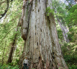 The extraordinary Grove of Titans. Photo by Max Forster