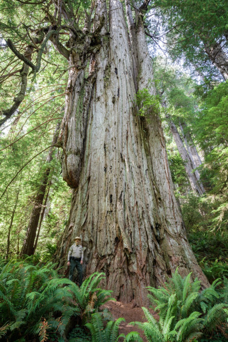 The extraordinary Grove of Titans. Photo by Max Forster