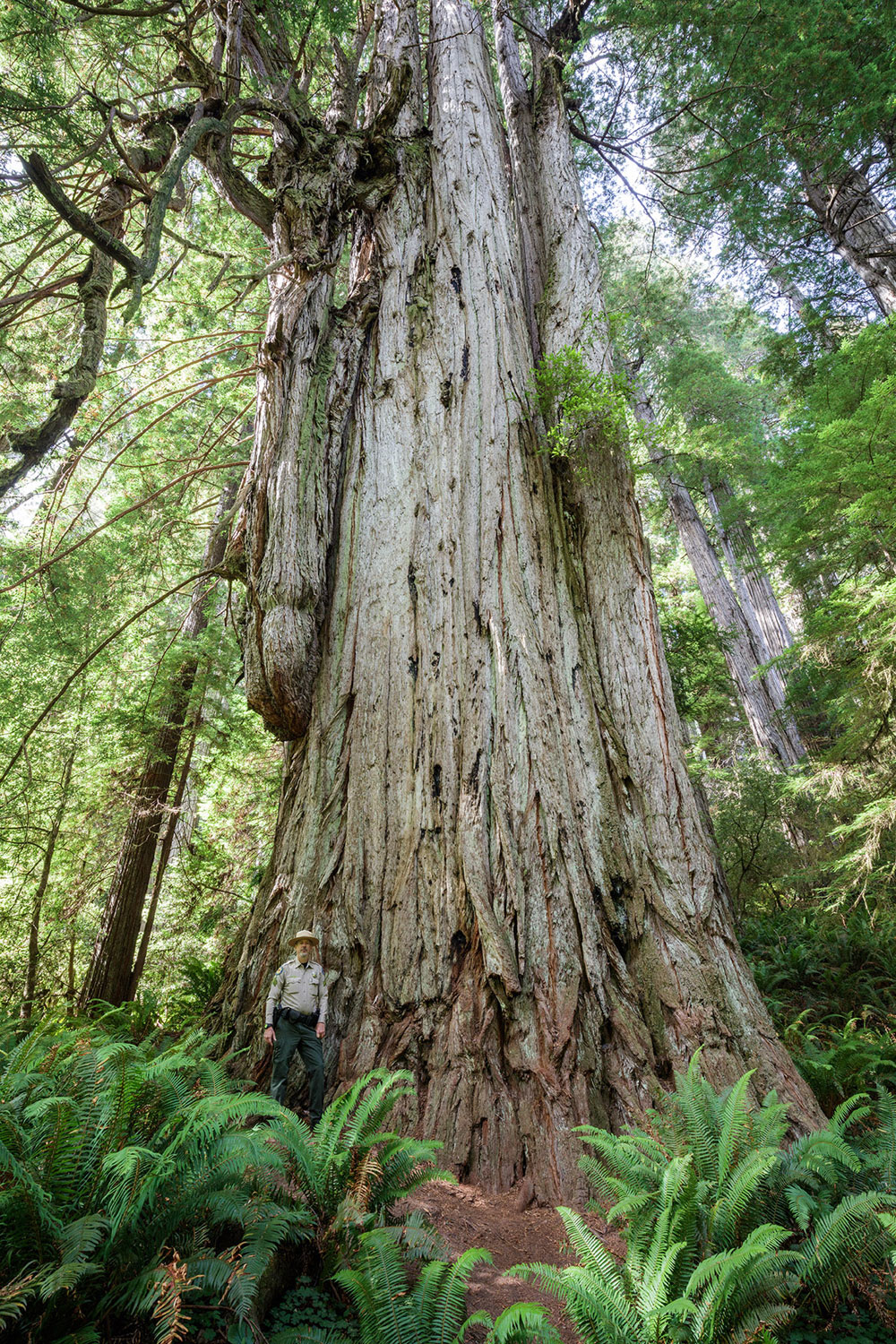 The extraordinary Grove of Titans. Photo by Max Forster