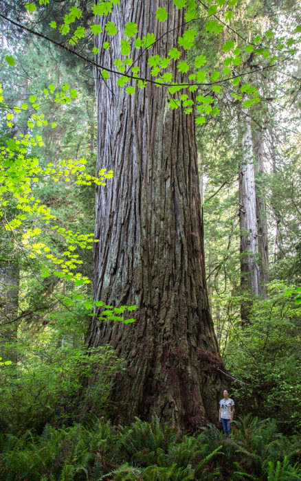 Visitor next to a redwood tree