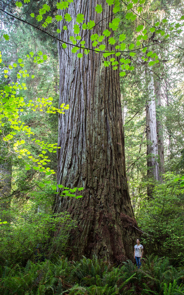 Grove of Titans in 2015, prior to heavy trampling and denuding of understory vegetation. Photo by Max Forster, @maxforsterphotography.