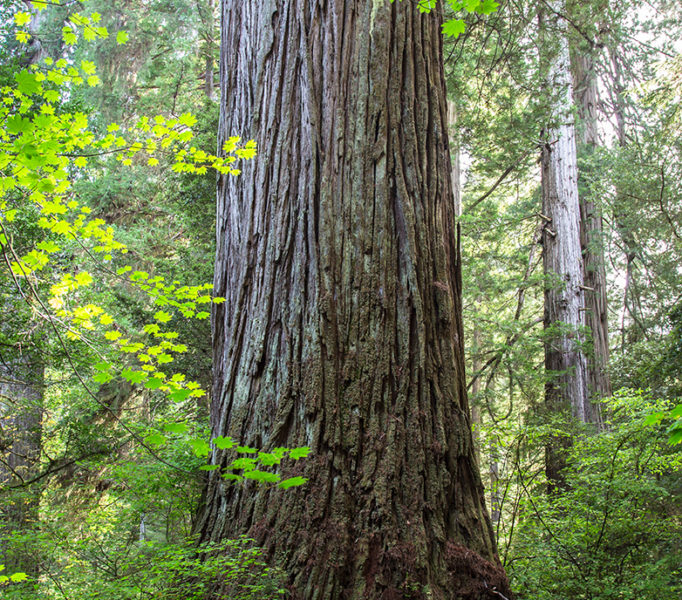 Grove of Titans in 2015, prior to heavy trampling and denuding of understory vegetation. Photo by Max Forster, @maxforsterphotography.