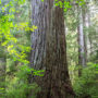 Grove of Titans in 2015, prior to heavy trampling and denuding of understory vegetation. Photo by Max Forster, @maxforsterphotography.