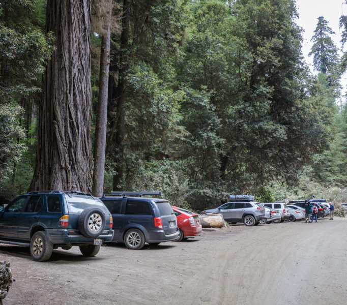 During the peak summer season, some 13,000 cars per month travel along Howland Hill Road, the main auto access to the Grove of Titans. Photo by Max Forster, @maxforsterphotography.